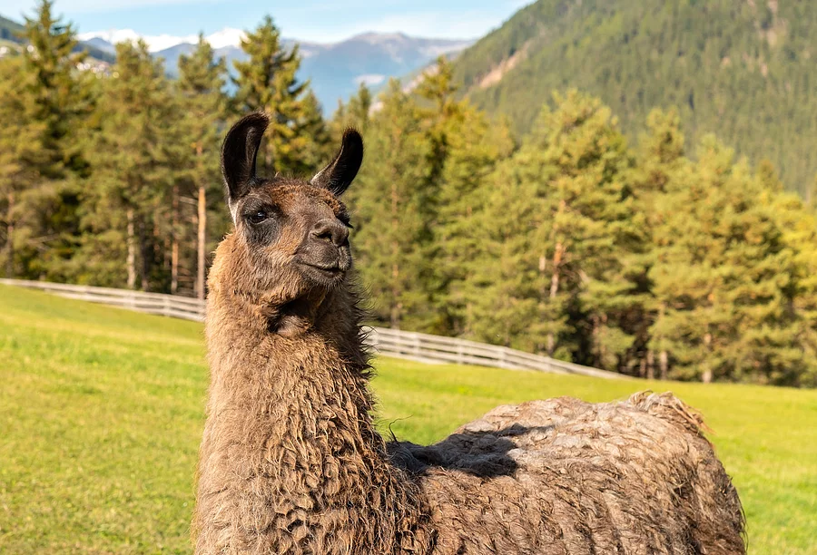 Portrait von einem Lama mit braunem Fell. Das Lama steht auf einer grünen Weide. Im Hintergrund sind Berge und Wald zu erkennen.