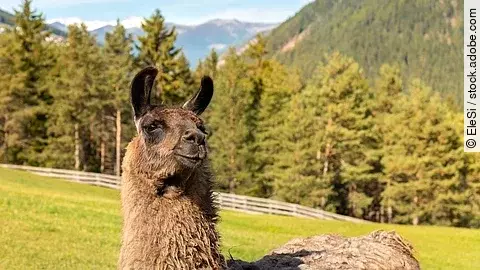 Portrait von einem Lama mit braunem Fell. Das Lama steht auf einer grünen Weide. Im Hintergrund sind Berge und Wald zu erkennen. 