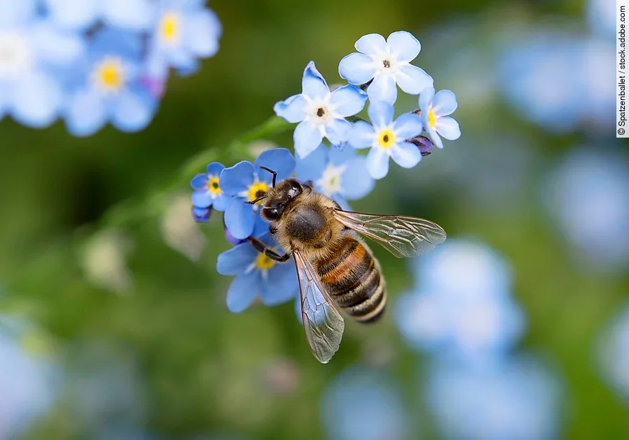 Biene landet auf einer blauen Blume.