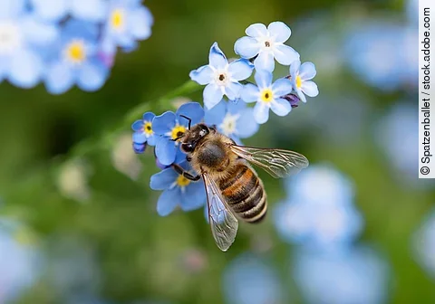 Biene landet auf einer blauen Blume.