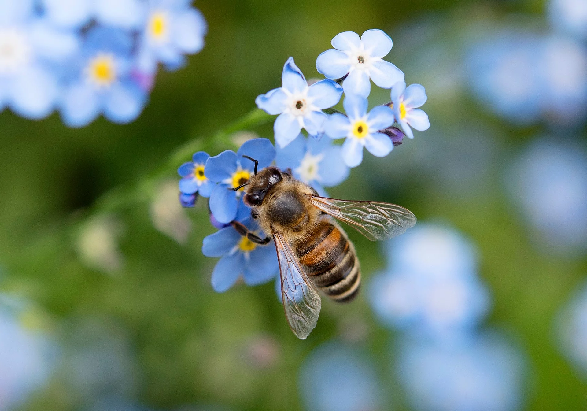 Biene landet auf einer blauen Blume.