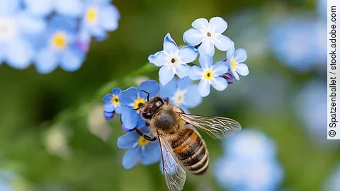 Biene bee Vergissmeinnicht forget-me-nots Garten Blume 02 Biene landet auf einer blauen Blume.
