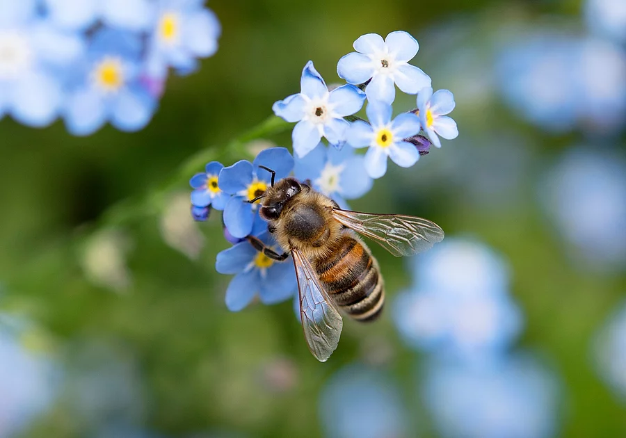 Biene bee Vergissmeinnicht forget-me-nots Garten Blume 02 Biene landet auf einer blauen Blume.