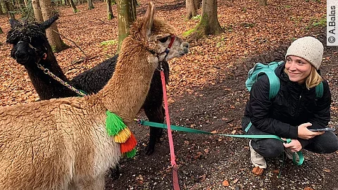 Hanna mit 2 Alpakas bei einer Wanderung im Wald. Die Alpakas tragen bunte Halfter und Stricke.