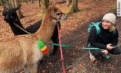 Hanna mit 2 Alpakas bei einer Wanderung im Wald. Die Alpakas tragen bunte Halfter und Stricke.