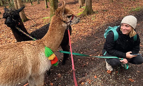 Hanna mit 2 Alpakas bei einer Wanderung im Wald. Die Alpakas tragen bunte Halfter und Stricke.