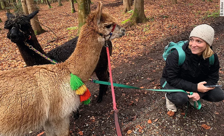 Hanna mit 2 Alpakas bei einer Wanderung im Wald. Die Alpakas tragen bunte Halfter und Stricke. Hanna mit 2 Alpakas bei einer Wanderung im Wald. Die Alpakas tragen bunte Halfter und Stricke.