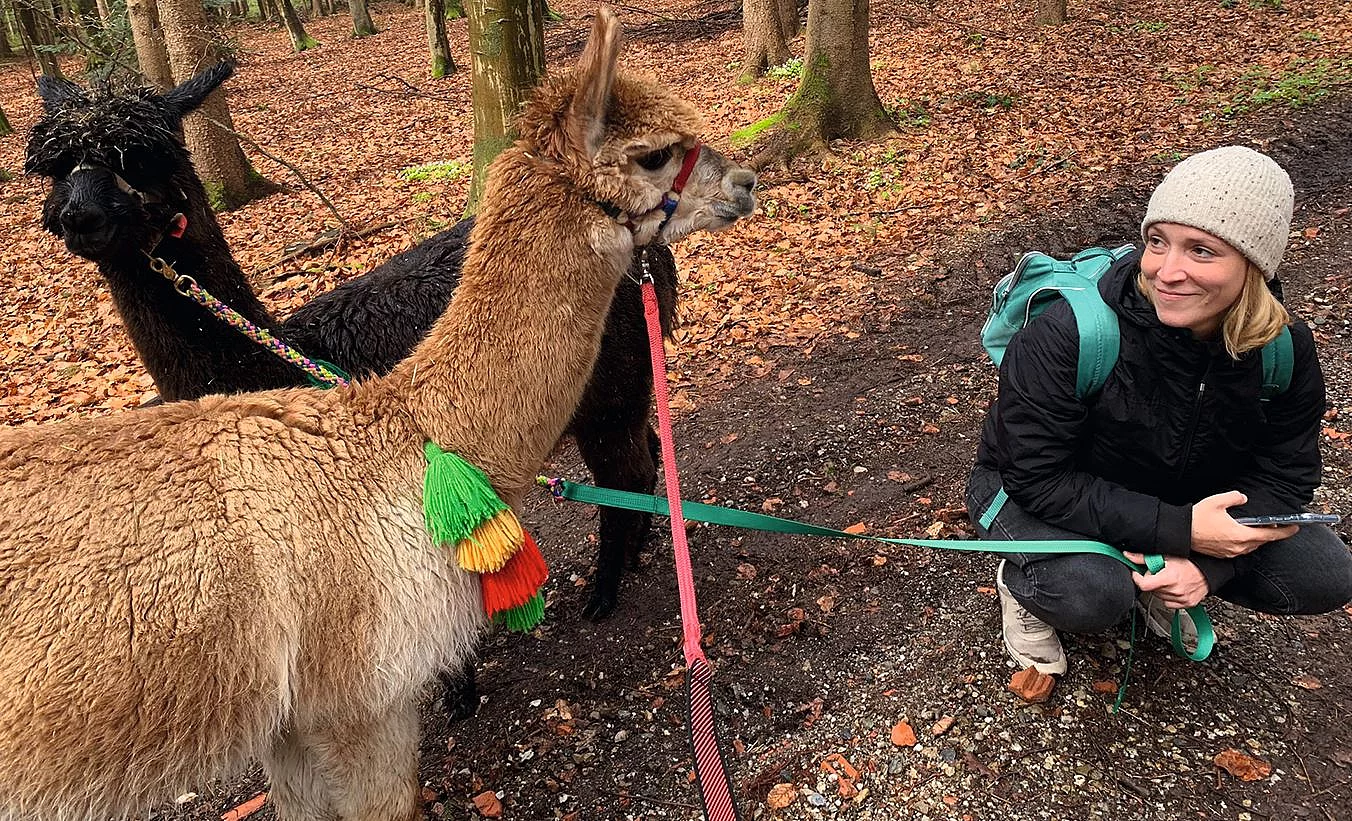 Hanna mit 2 Alpakas bei einer Wanderung im Wald. Die Alpakas tragen bunte Halfter und Stricke.