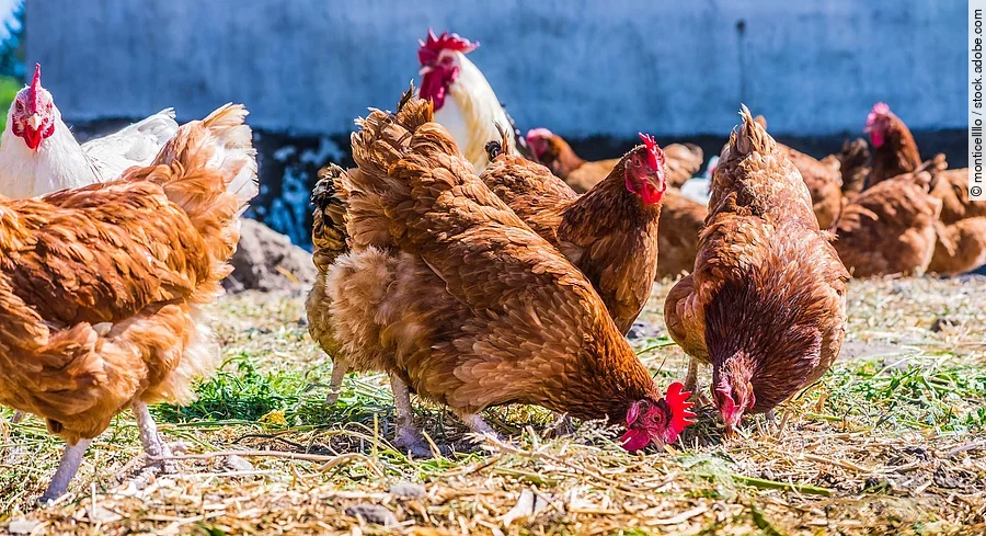 Ein paar Hühner stehen im Freien auf einem traditionellen Freilandgeflügelhof. Die Hühner haben braunes und weißes Gefieder. Einige der Tiere picken am Boden. 