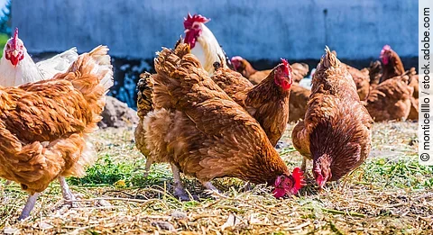 Ein paar Hühner stehen im Freien auf einem traditionellen Freilandgeflügelhof. Die Hühner haben braunes und weißes Gefieder. Einige der Tiere picken am Boden. 