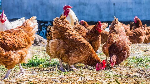 Ein paar Hühner stehen im Freien auf einem traditionellen Freilandgeflügelhof. Die Hühner haben braunes und weißes Gefieder. Einige der Tiere picken am Boden. 