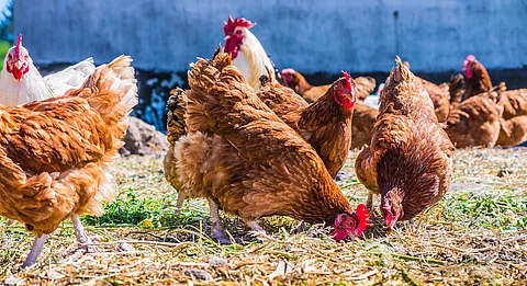 Ein paar Hühner stehen im Freien auf einem traditionellen Freilandgeflügelhof. Die Hühner haben braunes und weißes Gefieder. Einige der Tiere picken am Boden. 