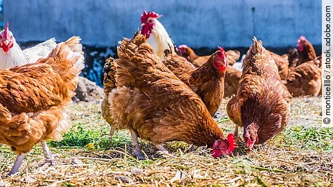 Ein paar Hühner stehen im Freien auf einem traditionellen Freilandgeflügelhof. Die Hühner haben braunes und weißes Gefieder. Einige der Tiere picken am Boden. 