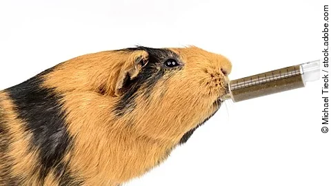 Meerschweinchen wird Notnahrung verabreicht
