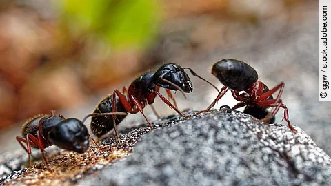 Ameisen