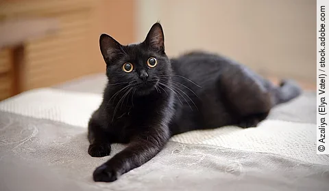 Eine schwarze Katze liegt auf dem Bett.