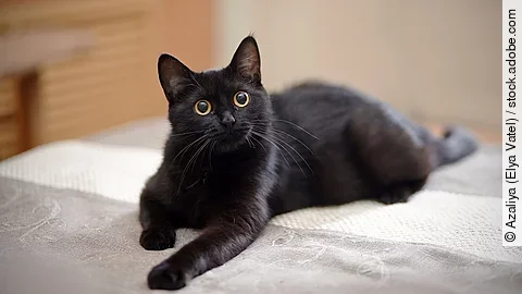 Eine schwarze Katze liegt auf dem Bett.