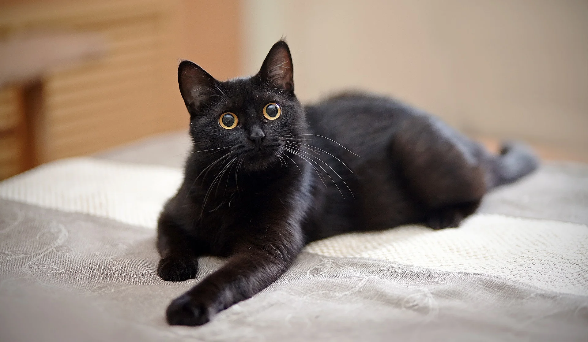 Eine schwarze Katze liegt auf dem Bett.