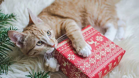 Süßes kleines rotes Kätzchen, das in einer weichen weißen Kunstfelldecke liegt und eine rote Geschenkbox aus Papier hält. Die Katze schaut aufmerksam nach oben. Seitlich ragen Zweige von einem Tannenbaum in das Bild.
