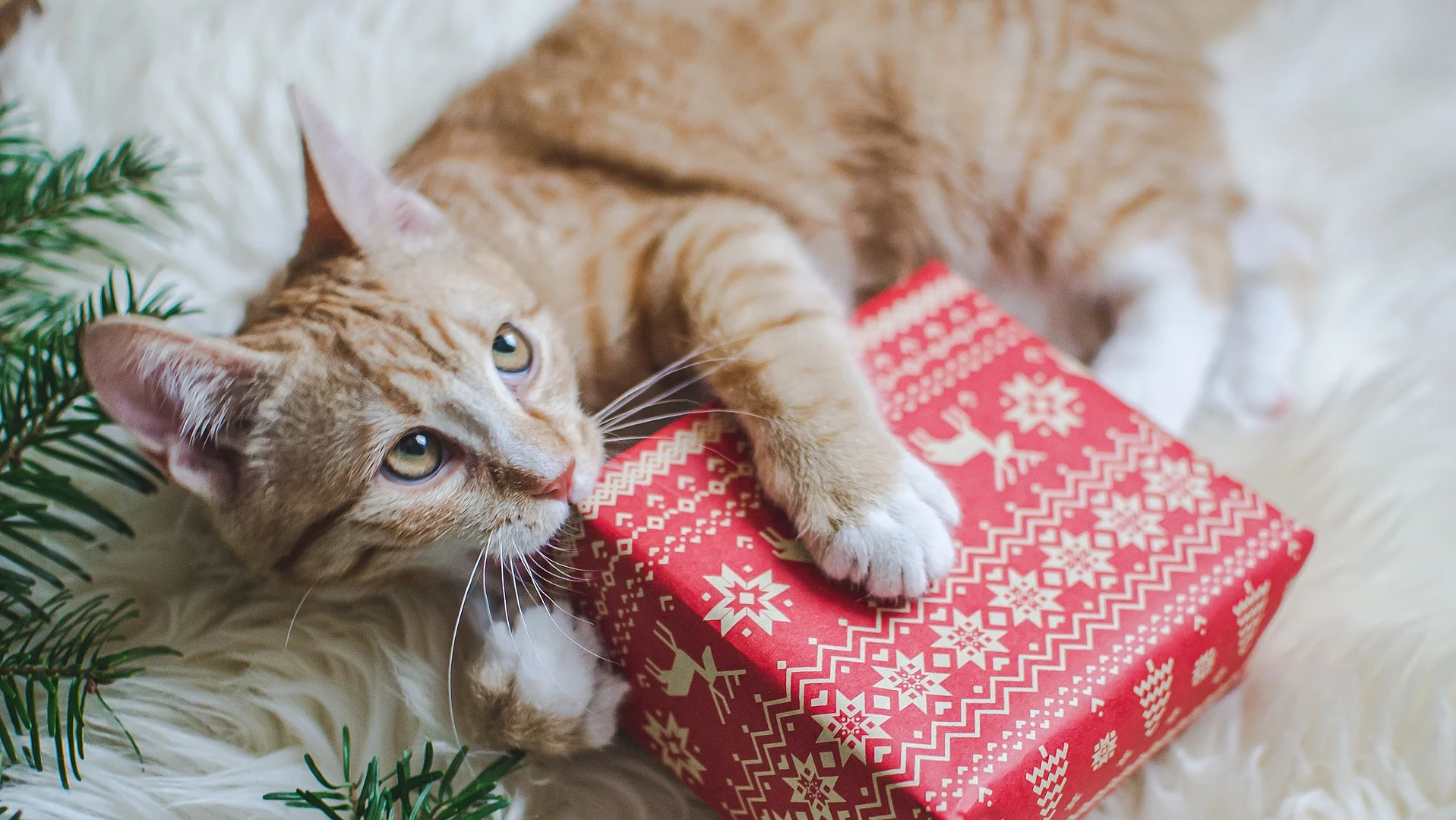 Süßes kleines rotes Kätzchen, das in einer weichen weißen Kunstfelldecke liegt und eine rote Geschenkbox aus Papier hält. Die Katze schaut aufmerksam nach oben. Seitlich ragen Zweige von einem Tannenbaum in das Bild.