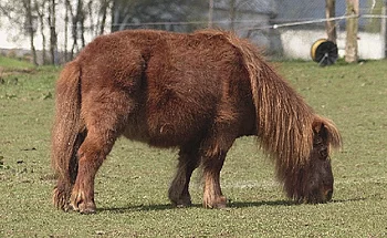 Shetlandpony