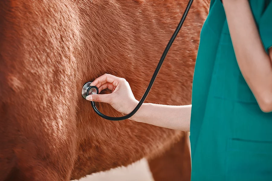 Ein*e Tierärzt*in untersucht ein Pferd mit dem Stethoskop.