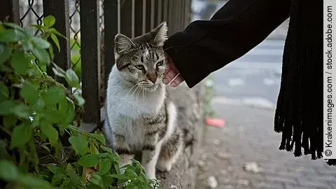Eine Frau streichelt eine streunende Katze am Straßenrand in der Stadt. Die Katze hat getigertes Fell und eine helle Brust. Die Person trägt ein schwarzen Schal.