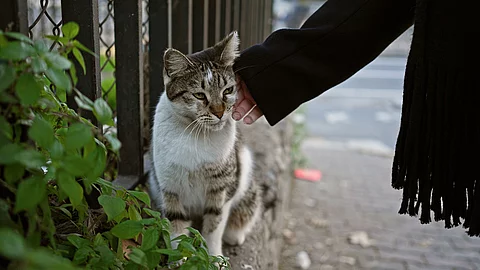Eine Frau streichelt eine streunende Katze am Straßenrand in der Stadt. Eine Frau streichelt eine streunende Katze am Straßenrand in der Stadt. Die Katze hat getigertes Fell und eine helle Brust. Die Person trägt ein schwarzen Schal.