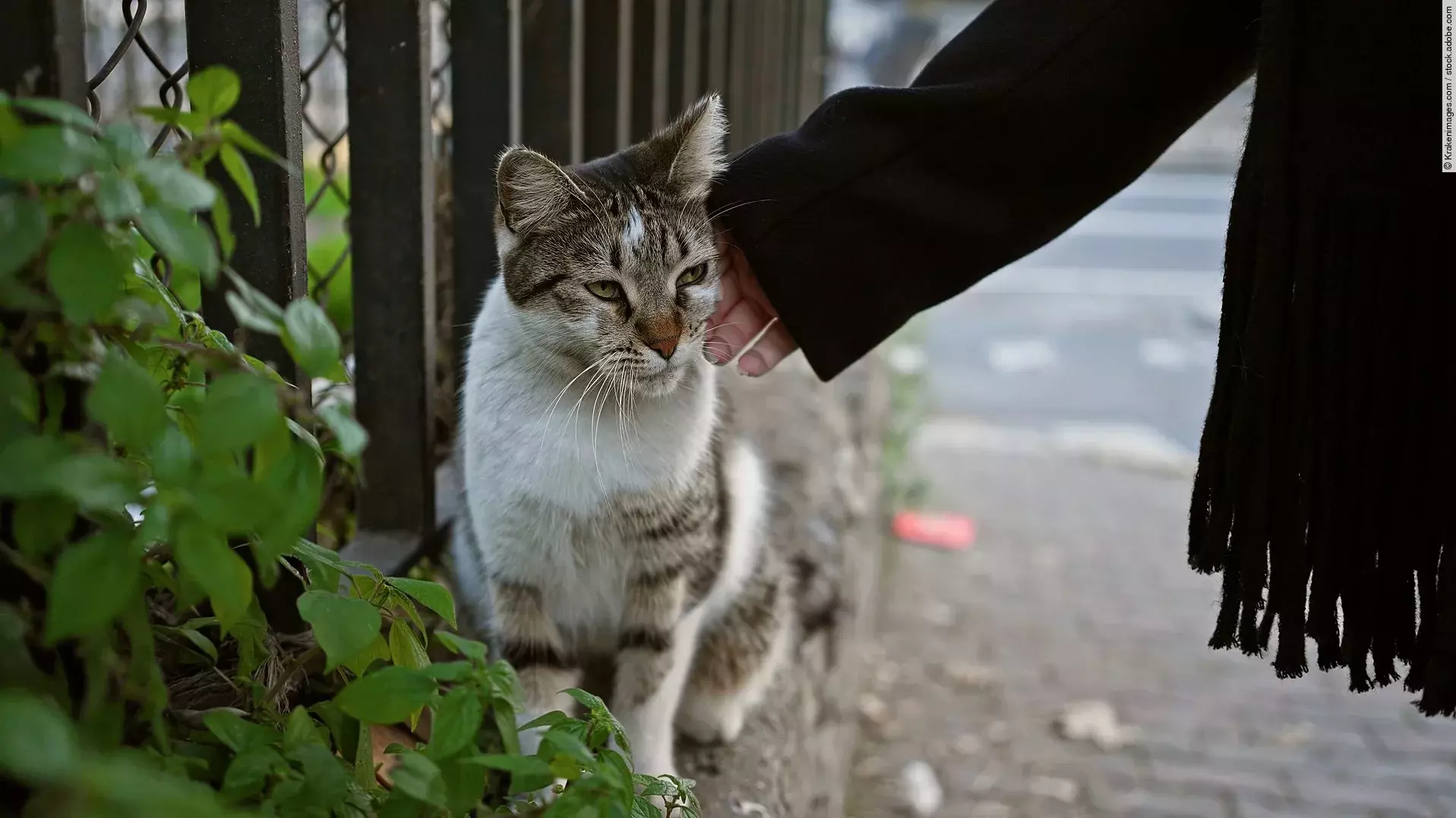 Eine Frau streichelt eine streunende Katze am Straßenrand in der Stadt. Die Katze hat getigertes Fell und eine helle Brust. Die Person trägt ein schwarzen Schal.