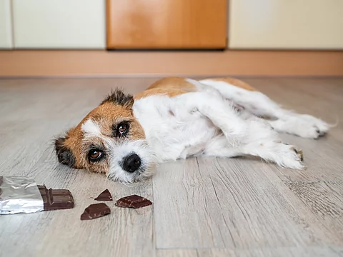 Ein kleiner Mischlingshund, der vermutlich Schokolade gefressen hat, liegt neben einer offenen Schokoladentafel auf dem Boden.