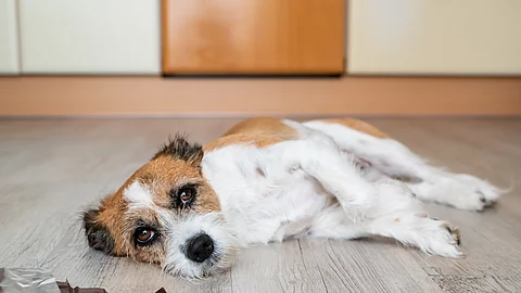 Ein kleiner Mischlingshund, der vermutlich Schokolade gefressen hat, liegt neben einer offenen Schokoladentafel auf dem Boden.