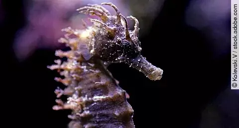 Profil des Mittelmeer-Seepferdchens im Meerwasseraquarium – Hippocampus guttulatus. DAs Seepferdchen schimmert in lila Farben. Der Hintergrund ist dunkel.