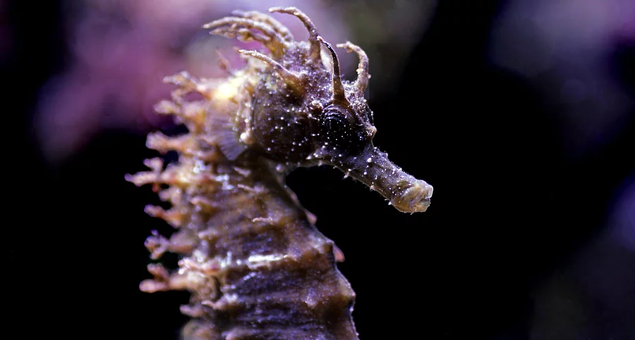 Profil des Mittelmeer-Seepferdchens im Meerwasseraquarium – Hippocampus guttulatus. DAs Seepferdchen schimmert in lila Farben. Der Hintergrund ist dunkel.