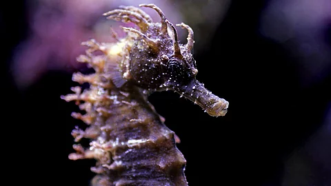 Profil von einem Mittelmeer-Seepferdchen im Meerwasseraquarium – Hippocampus guttulatus Profil des Mittelmeer-Seepferdchens im Meerwasseraquarium – Hippocampus guttulatus. DAs Seepferdchen schimmert in lila Farben. Der Hintergrund ist dunkel.