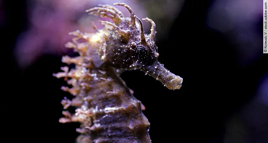 Profil von einem Mittelmeer-Seepferdchen im Meerwasseraquarium – Hippocampus guttulatus Profil des Mittelmeer-Seepferdchens im Meerwasseraquarium – Hippocampus guttulatus. DAs Seepferdchen schimmert in lila Farben. Der Hintergrund ist dunkel.