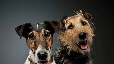 Portrait of an adorable Fox Terrier and a mixed breed dog lookin