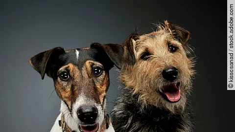 Portrait of an adorable Fox Terrier and a mixed breed dog lookin