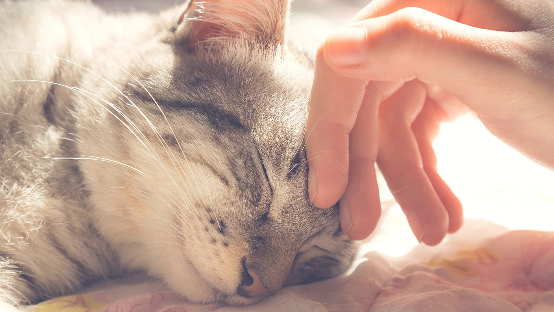 Frauenhand streichelt Katze