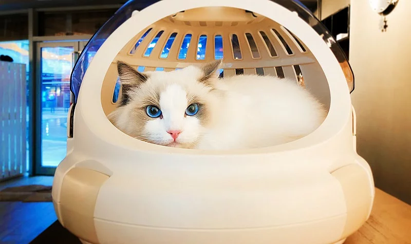 cat in the basket Ragdoll cat in the basket Ragdoll