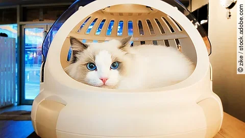 cat in the basket Ragdoll