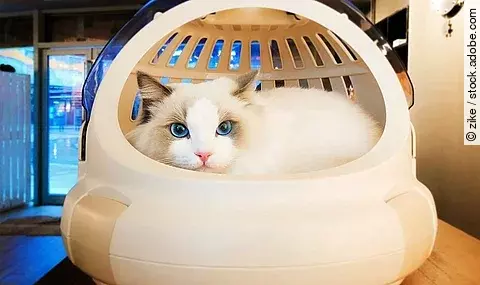 cat in the basket Ragdoll