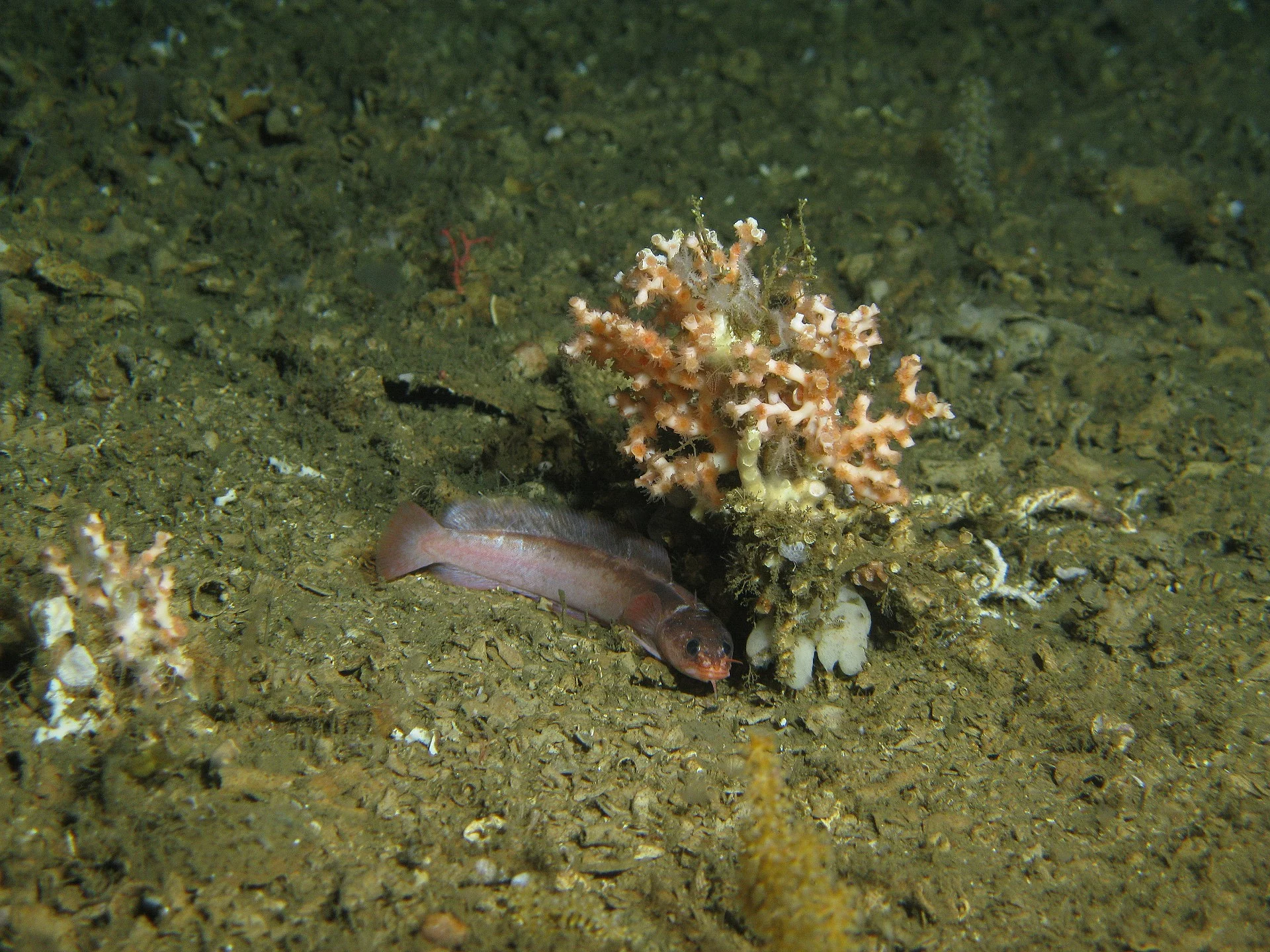 Fisch