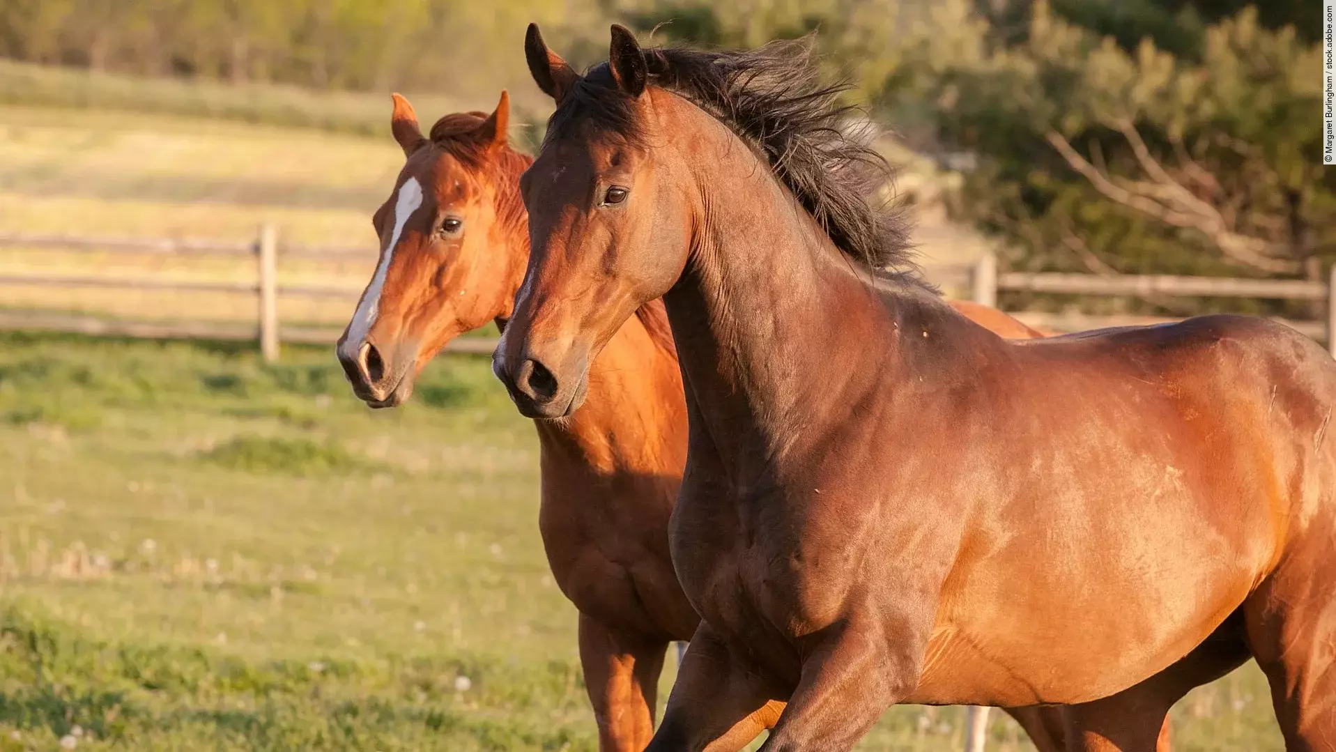 Zwei Vollblutpferde galoppieren auf einer Wiese. Ein Pferd hat Braunes Fell und das andere ist ein Fuchs. Ihre Mähne weht im Wind. Im Hintergrund sind Felder und ein Wald sichtbar. 