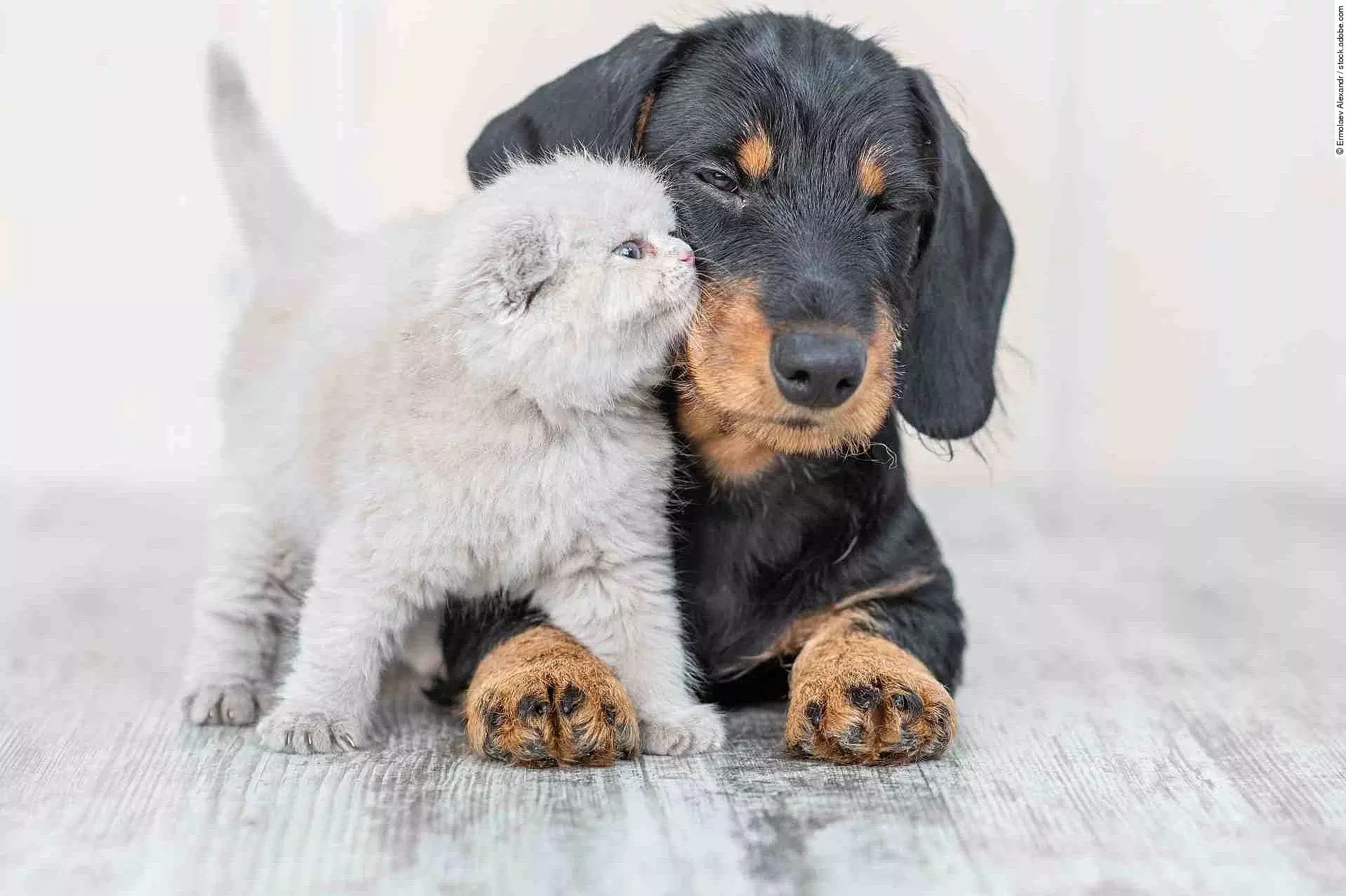 Affectionate kitten with baby dachshund puppy on the floor at ho