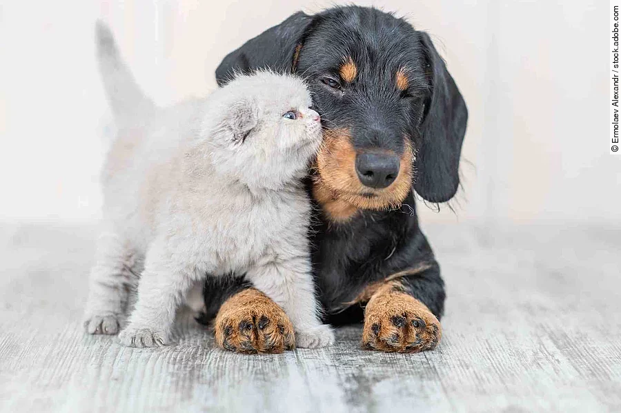 Affectionate kitten with baby dachshund puppy on the floor at ho
