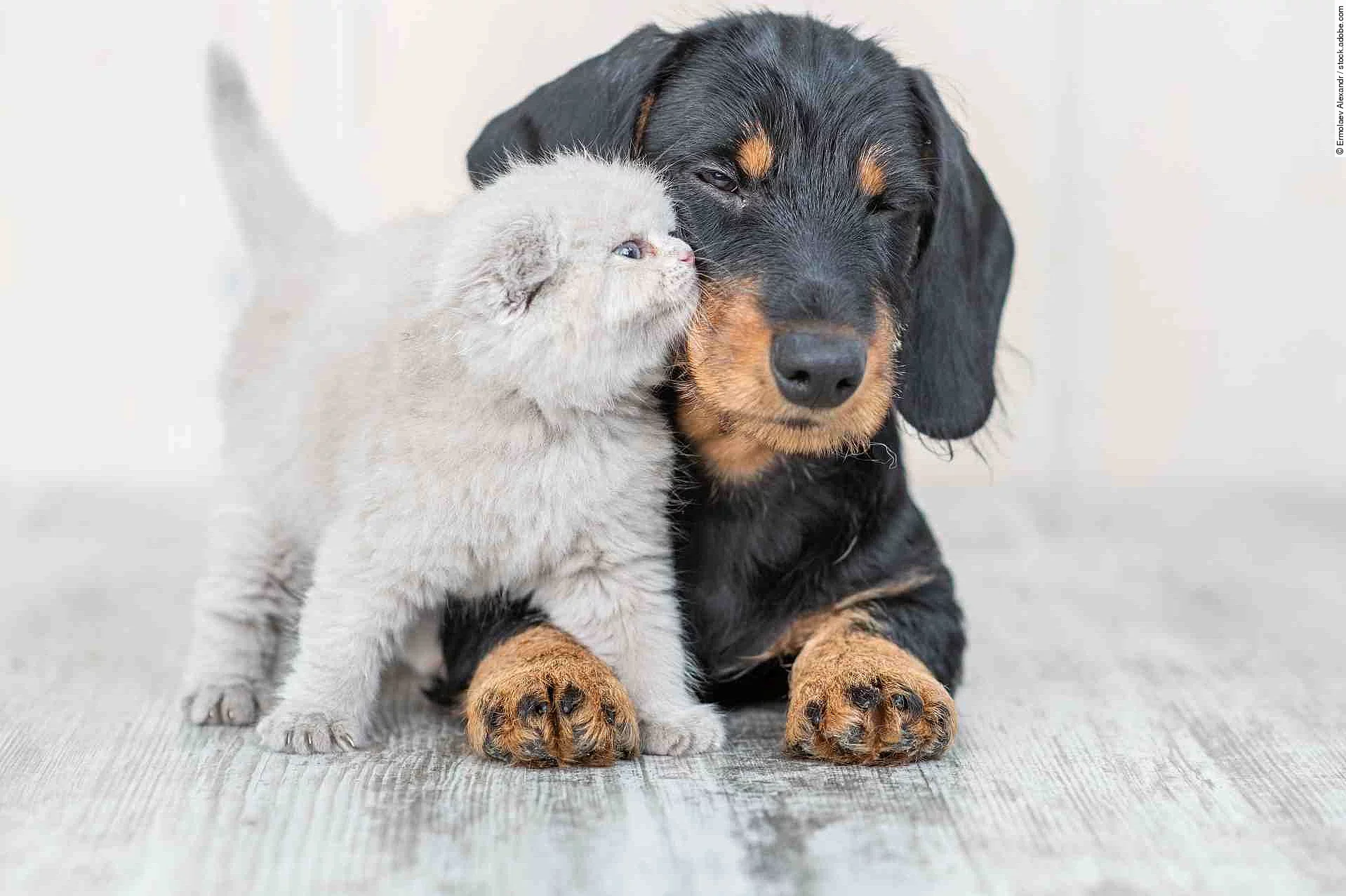 Affectionate kitten with baby dachshund puppy on the floor at ho