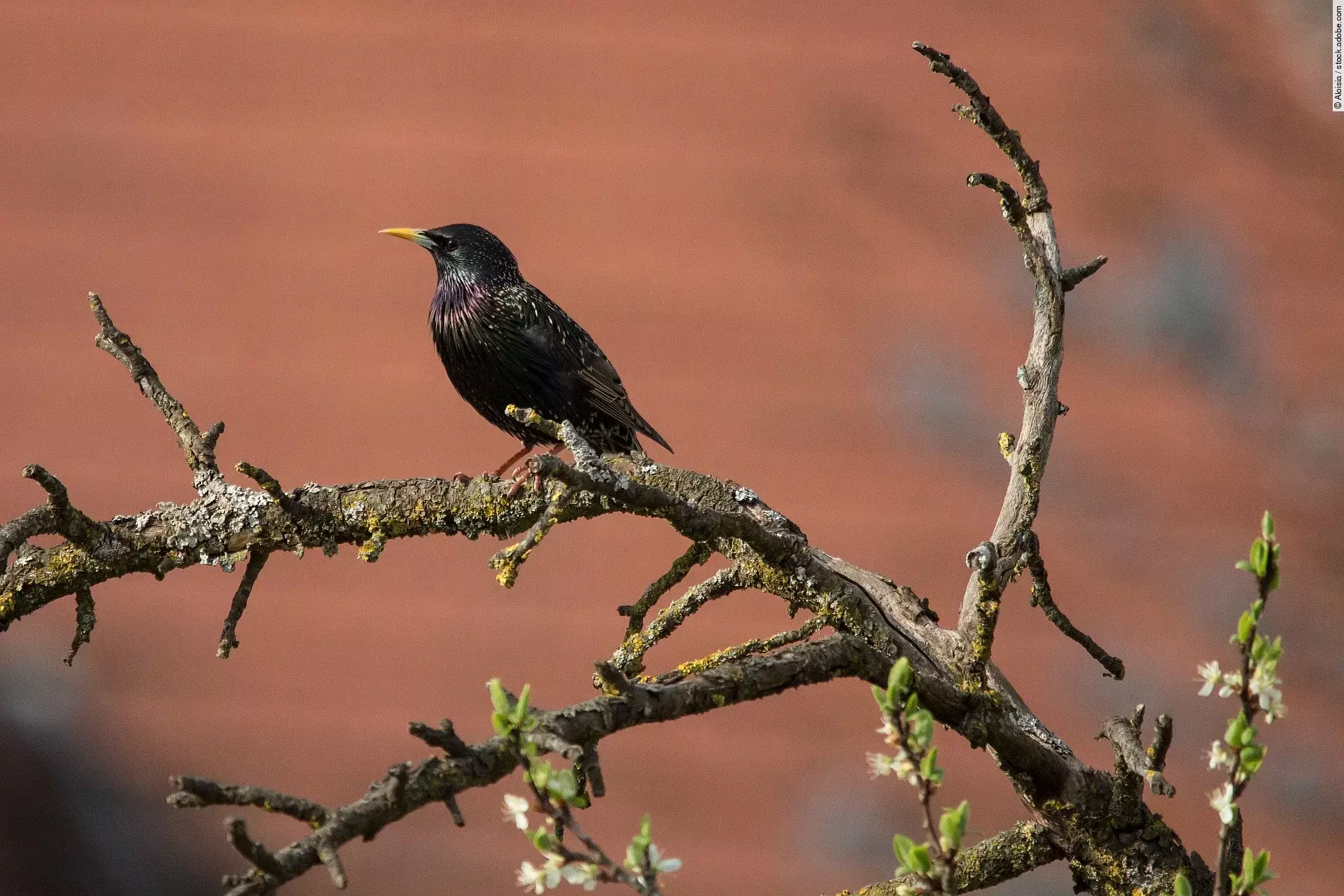 Ein einzelner Star sitzt auf einem Ast von einem Baum. An dem Ast sind keine Blätter. Der Hintergrund ist rötlich gefärbt. Es ist Frühling.