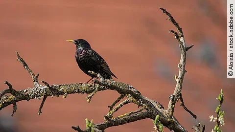 Ein einzelner Star sitzt auf einem Ast von einem Baum. An dem Ast sind keine Blätter. Der Hintergrund ist rötlich gefärbt. Es ist Frühling.