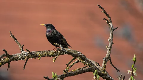 Ein einzelner Star sitzt auf einem Ast von einem Baum. An dem Ast sind keine Blätter. Der Hintergrund ist rötlich gefärbt. Es ist Frühling.