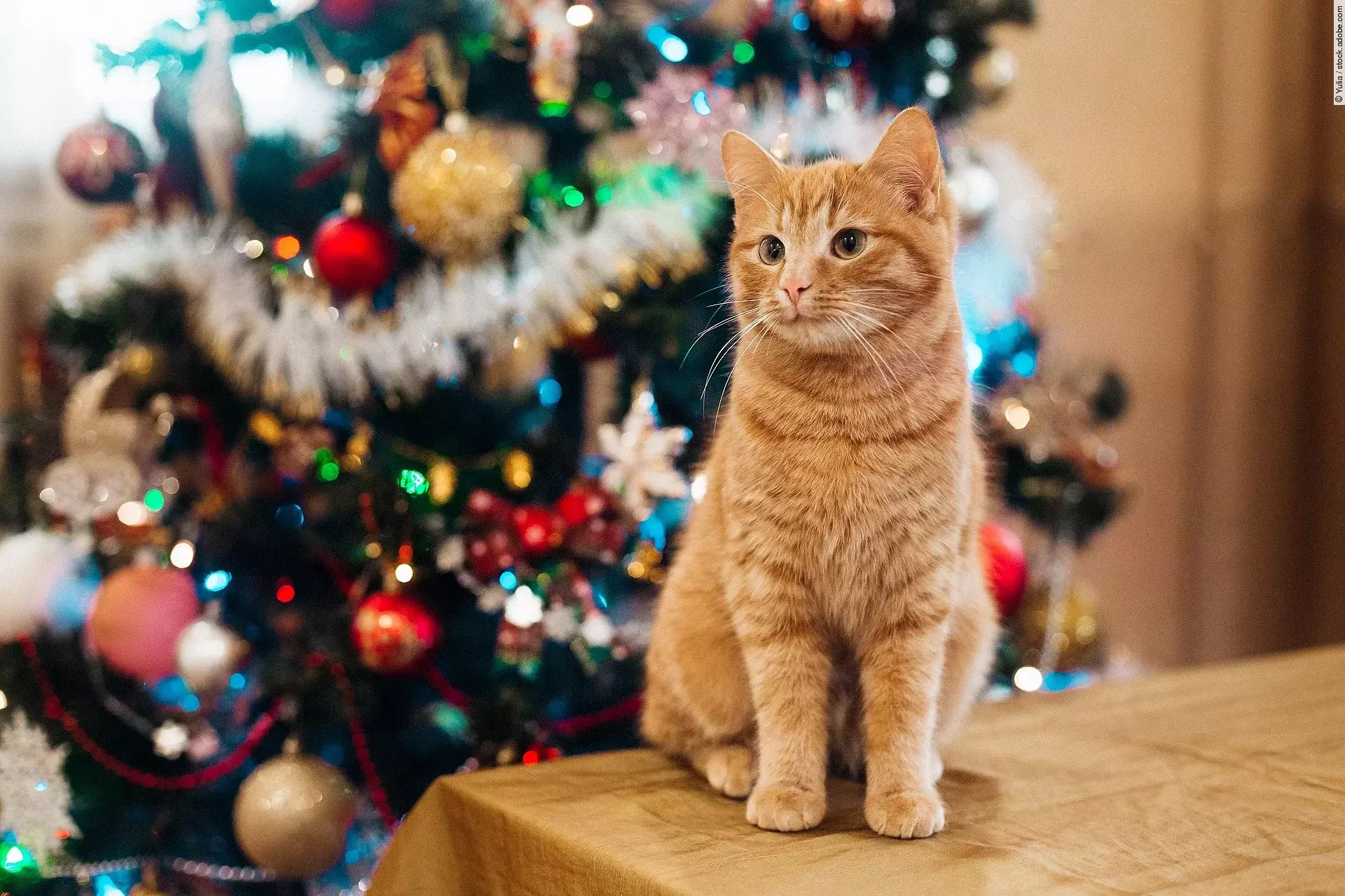 Eine Katze sitzt vor einem Weihnachtsbaum. Der Baum ist geschmückt. De Katze hat rötliches Fell.